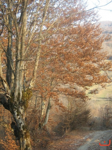 jesen_drvo